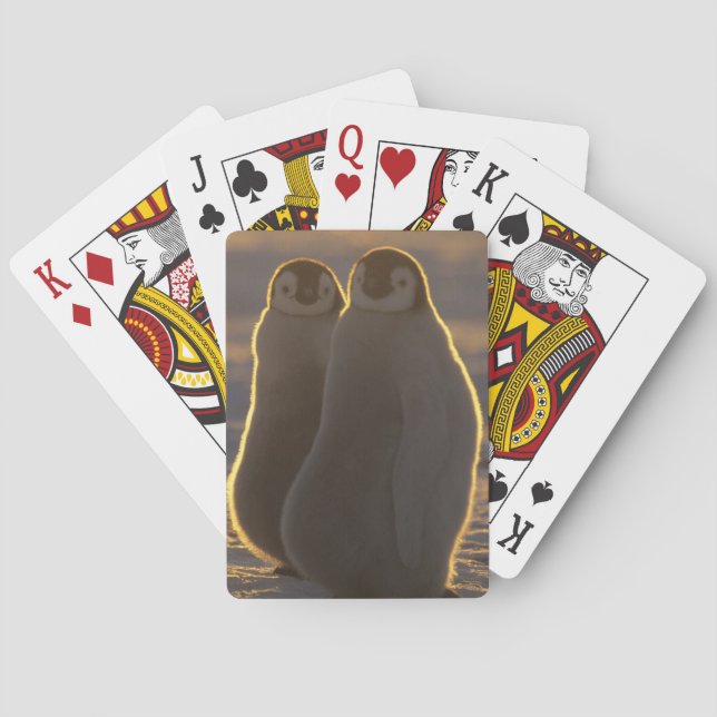Emperor Penguins Poker Cards (Back)