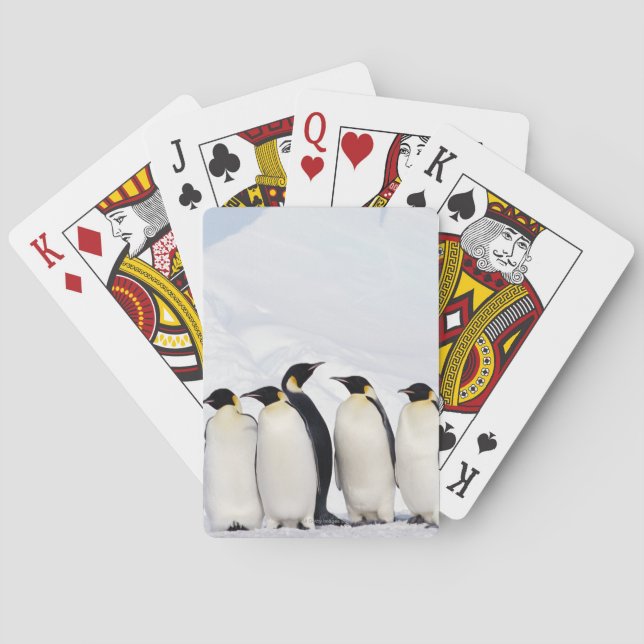 Emperor Penguins Poker Cards (Back)