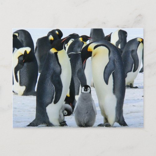 Emperor penguins postcard