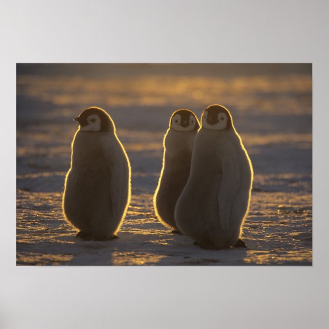Emperor Penguins Poster (Front)