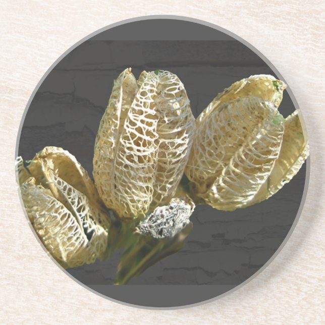 Empty Lily Seed Pods Coordinating Items Drink Coaster (Front)