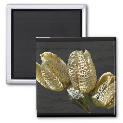 Empty Lily Seed Pods Coordinating Items Magnet