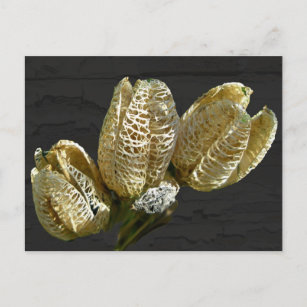Empty Lily Seed Pods Coordinating Items Postcard