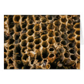 Empty Nest (Front Horizontal)