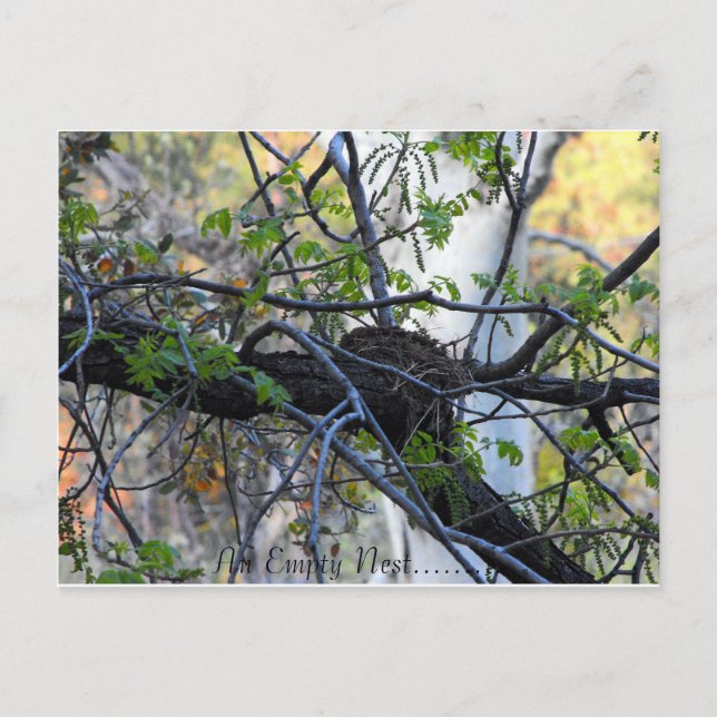Empty Nest Postcard (Front)