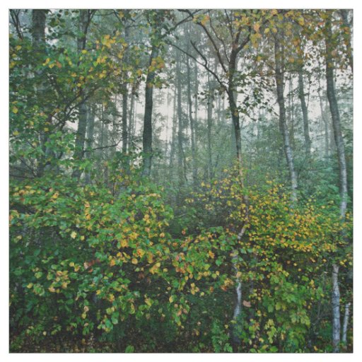 Empty Pine Forest Fabric