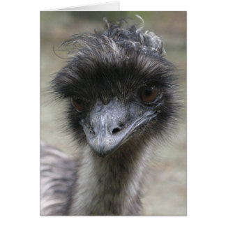 Emu Cards