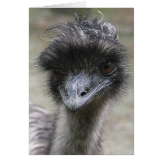 Emu Cards (Front)