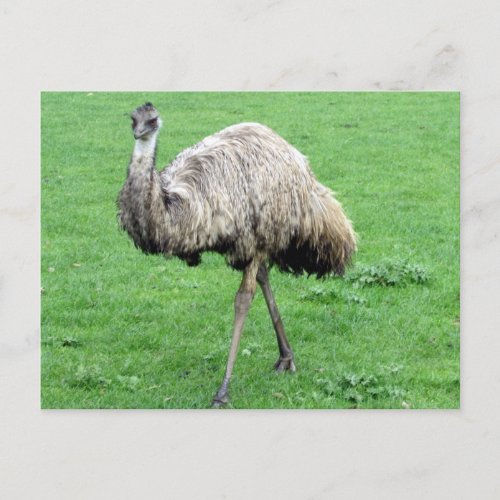 emu green postcard