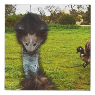Emu I Dare You, Faux Canvas Print