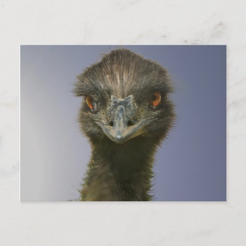 Emu Looking at You Postcard