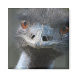 Emu Magnet