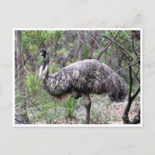 emu postcard