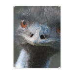 Emu Postcard