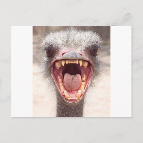 emu postcard