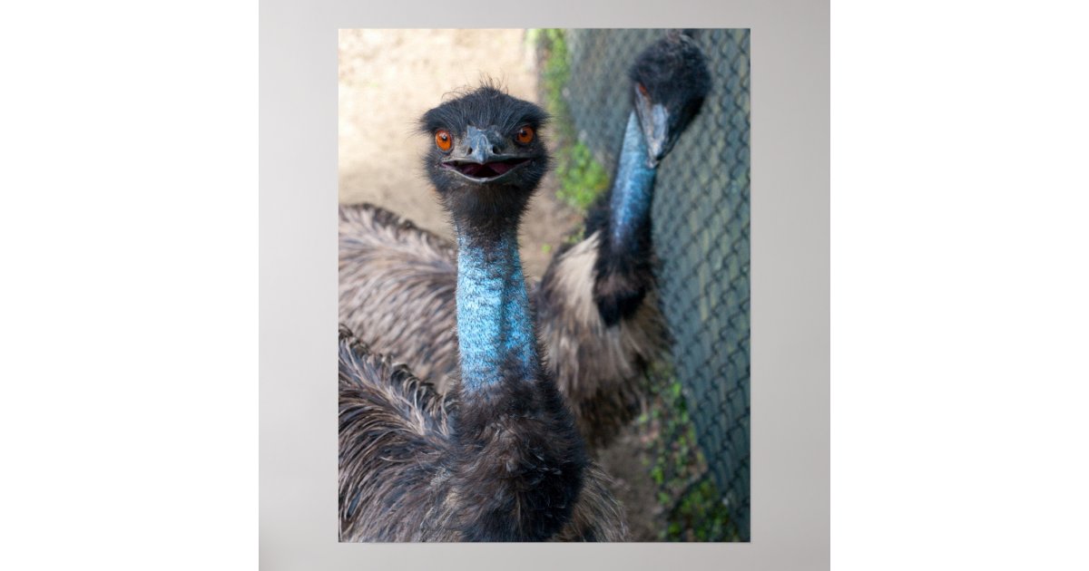 Emu Poster | Zazzle