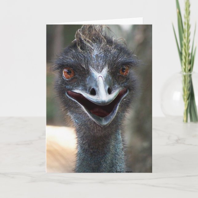 Emu saying HI! Open beak big brown eyes picture Card (Front)