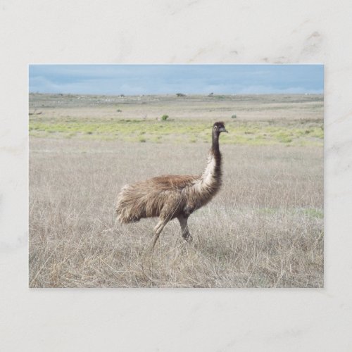 emu stride postcard