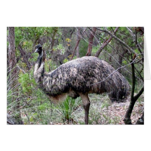 emu walk (Front Horizontal)