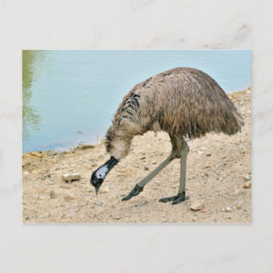 Emu walking near pond postcard