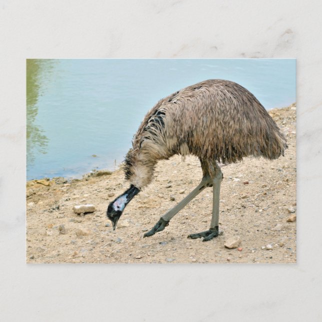 Emu walking near pond postcard (Front)