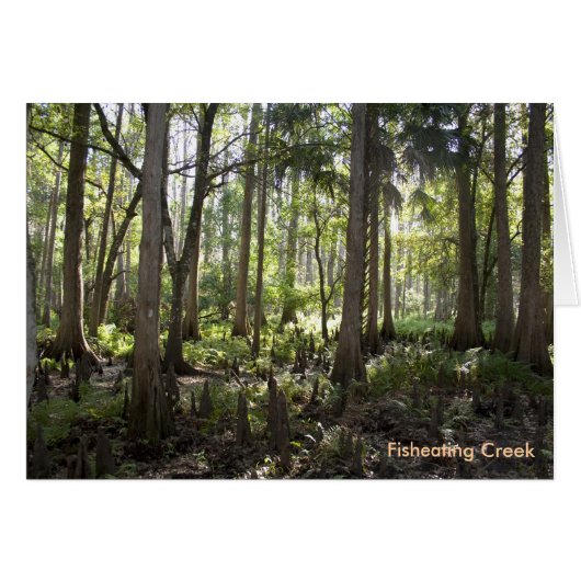 Enchanted Forest, Fisheating Creek Cards (Front Horizontal)