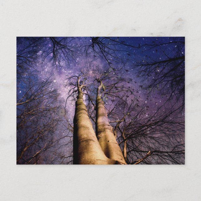 Enchanted Forest Postcard (Front)