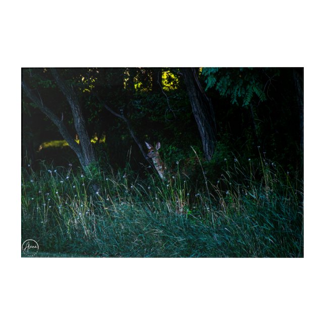 Enchanted forest resident acrylic print (Front)
