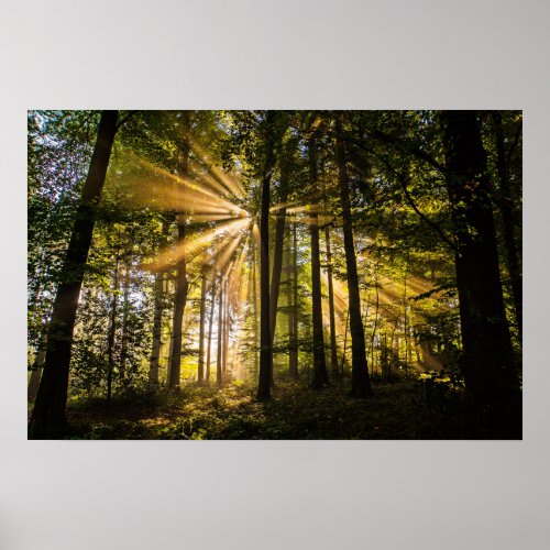 Enchanted Forest Sun Rays 1 Poster