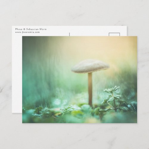 Enchanted Mushroom Nature Photo Postcard