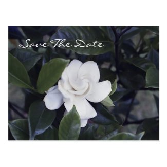 Enchanting Gardenia Save The Date Postcard