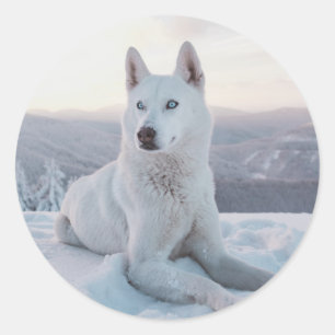 Enchanting White Husky Dog in the snow Classic Round Sticker