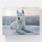 Enchanting White Husky Dog in the snow