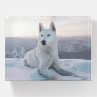 Enchanting White Husky Dog in the snow