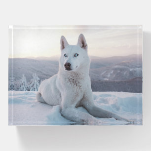 Enchanting White Husky Dog in the snow Paperweight