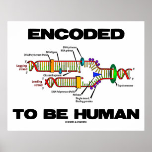 Encoded To Be Human (DNA Replication) Poster