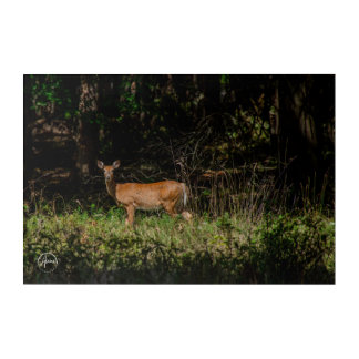 Encountering enchantment in the woods acrylic print