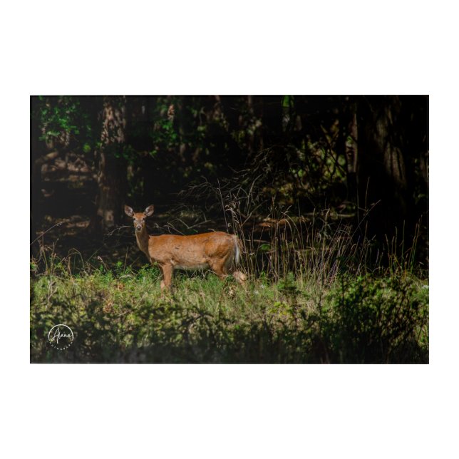 Encountering enchantment in the woods acrylic print (Front)