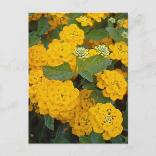 Encourage Special Friend Positive Yellow Flowers Postcard