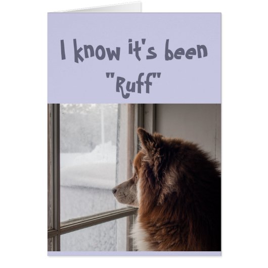 Encouragement/ Get Well Cute Dog Looking Out (Front)