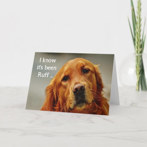 Encouragement Get Well Cute Golden Retriever Dog Card