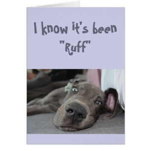 Encouragement/ Get Well Cute Great Dane Dog Cards