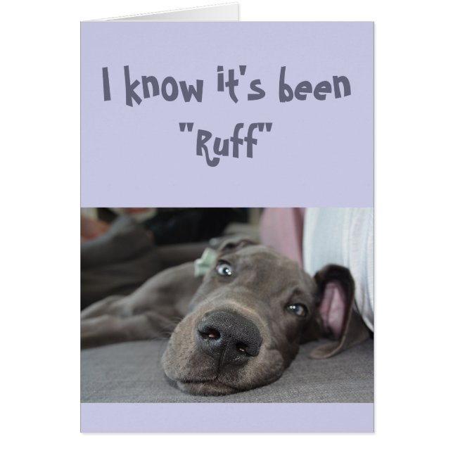 Encouragement/ Get Well Cute Great Dane Dog Cards (Front)