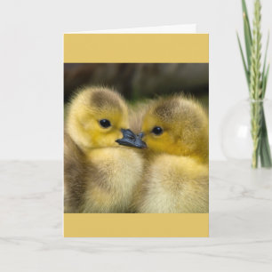 Encouragement or Get Well Cuddling Ducklings Card