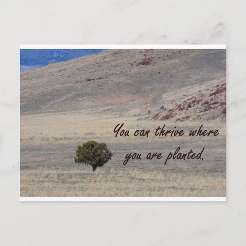 Encouragement _ Thrive Where You Are Planted Card