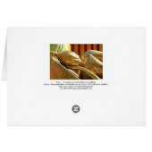 Encroaching--Ocean and Beach Cards (Back Horizontal)