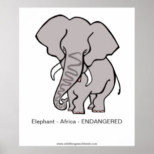 Endangered  African Elephant - conservation - Poster