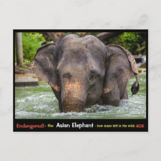 Endangered: All about the Asian Elephant - Postcard