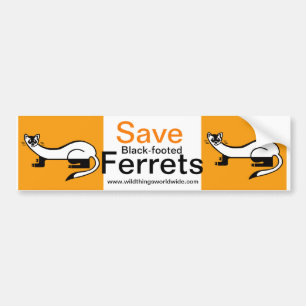 Endangered animal - Save Black-footed FERRETS- Bumper Sticker
