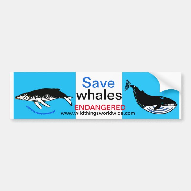 Endangered animal -  Save WHALES -Wildlife -Nature Bumper Sticker (Front)